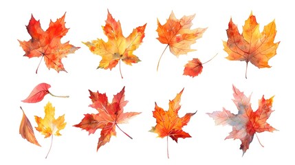 Fototapeta premium Vibrant Autumn Maple Leaves Watercolor Painting on White Background