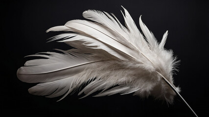 Obraz premium Elegant white feather resting on a dark background with intricate details and soft, delicate texture.