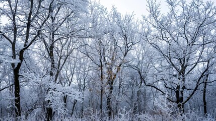 winter_trees_covered_with_frost