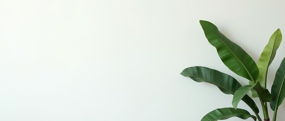 Minimalistic interior with green tree leaves on white wall background