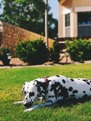 dog posting on the grass