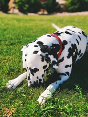 dog on grass