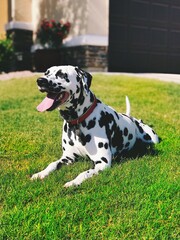 Dalmatian laying in the grass 