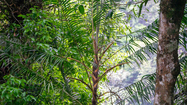 Rattan tree in the jungle. Rattan were also historically known as Manila cane or Malacca cane