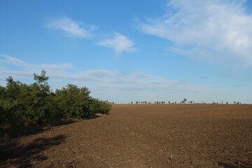Obraz premium A dirt road with trees and blue sky