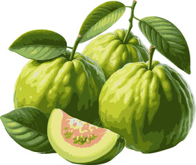 Fresh Green Guava Fruits Illustration