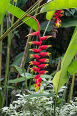 Obraz premium False Birds of Paradise, also known as Heliconia Rostrata or the Hanging Lobster Claw - a herbaceous perennial plant native to El Salvador, Peru, Bolivia, Colombia, Venezuela, Costa Rica, and Ecuador.