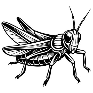 black and white grasshopper insect clip art preview
