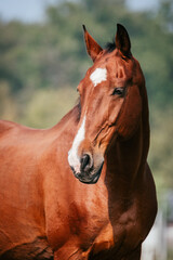 Obraz premium Bay KWPN horse, totally relaxed and content