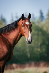 Headshot of bay KWPN gelding with white marking on head