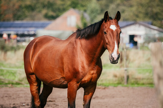 Relaxed bay KWPN horse with healthy shiny coat and full belly