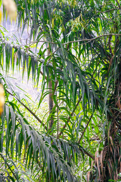 Rattan tree in the jungle. Rattan were also historically known as Manila cane or Malacca cane