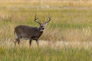 Buck in Rocky Mountain Arsenal National Wildlife Refuge, Denver Colorado Wildlife Refuge