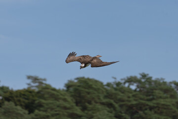 Osprey - Pandion haliaetus also called sea hawk, river hawk, and fish hawk in diving flight with spred wings attacking fish with sky in background. Photo from nearby Mragowo in Mazuria in Poland.