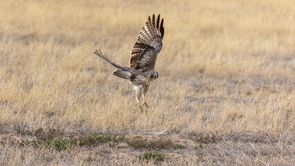 Rocky Mountain Arsenal National Wildlife Refuge, Wild Birds in Denver, Colorado, Hawk Taking Flight