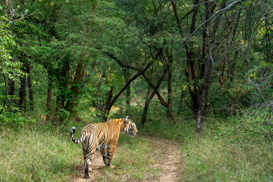 wild female bengal tiger or panthera tigris walking ahead territory marking from vehicles on forest trail or road in safari at ranthambore national park forest reserve sawai madhopur rajasthan india