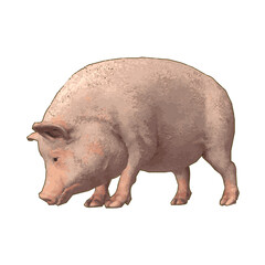 Piggy animal ilustration vector design 