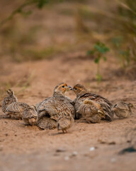 wild family of grey francolin or grey partridge or Francolinus pondicerianus with small chicks walking together on a jungle or forest track at Ranthambore national park tiger reserve rajasthan india