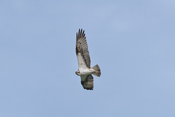 Osprey - Pandion haliaetus also called sea hawk, river hawk, and fish hawk with spred wings in flight with blue sky in background. Photo from nearby Mragowo in Mazuria in Poland.	