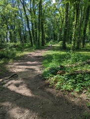 path in the forest