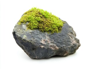 moss on a rock