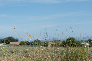 Landschaft Povence, Vordergrund Gras mit kleinen weißen Schneckenhäusern