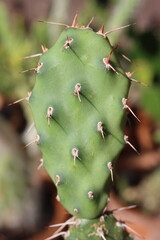 kaktus Opuntia sulphurea opuncja
