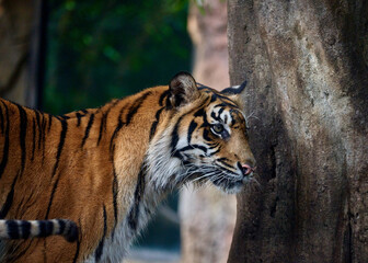 Close up of Sumatran Tiger (Panthera tigris altaica)