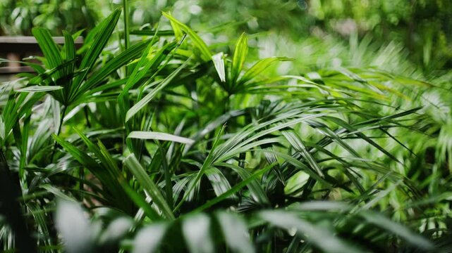 Bright  tropical greens in the jungle forest equatorial climate. Background with unusual plant foliage swaying. Natural texture with juicy leaves. 