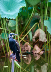 Great cormorant (Phalacrocorax carbo) in nature
