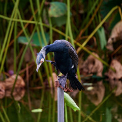 Great cormorant (Phalacrocorax carbo) in nature