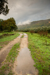 Beautiful rural landscape with green meadows and domestic animals in the Republic of Moldova. Country life with summer nature.