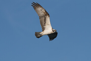 Osprey - Pandion haliaetus also called sea hawk, river hawk, and fish hawk with spred wings in flight with blue sky in background. Photo from nearby Mragowo in Mazuria in Poland. Isolated.