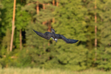 Osprey - Pandion haliaetus also called sea hawk, river hawk, and fish hawk in diving flight with...