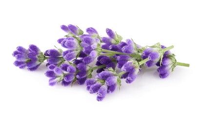 Lavender flowers isolated on white background