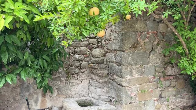 fontana con agrumi