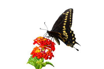 Black Swallowtail (Papilio polyxenes) Butterfly Photo, Feeding on Lantana Blooms, Over a Transparent PNG Background