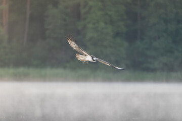Osprey - Pandion haliaetus also called sea hawk, river hawk, and fish hawk with spred wings in...