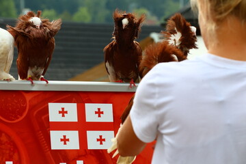 ruffled ornamental pigeons viewed by a viewer