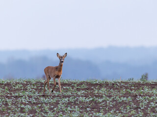 Roe deer on the field ,