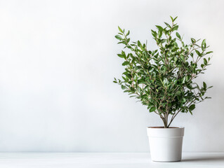 A lush green indoor plant in a white pot on a minimalist wooden table against a plain wall in natural lighting