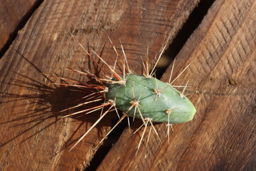 kaktus opuncja Opuntia x columbiana cv. roter Neutrieb
