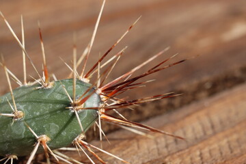 kaktus opuncja Opuntia x columbiana cv. roter Neutrieb