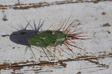 kaktus opuncja Opuntia x columbiana cv. roter Neutrieb