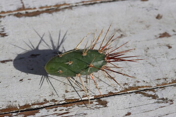 kaktus opuncja Opuntia x columbiana cv. roter Neutrieb