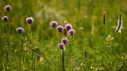 meadow flowers and grass on a summer evening against the sun