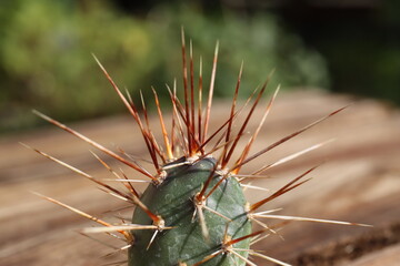 kaktus opuncja Opuntia x columbiana cv. roter Neutrieb