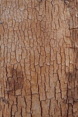 Bark