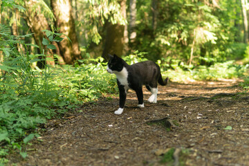 cat walks along a forest path