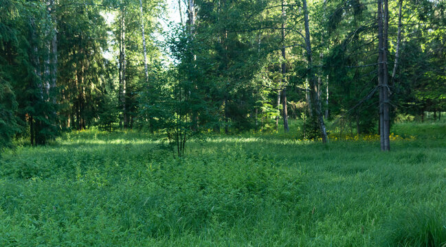 clearing in the forest with wild herbs